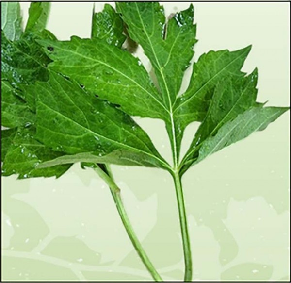 삼잎국화 건나물, 냉동나물